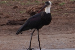 Ciconia episcopus - Wollhalsstorch (Asiatischer Wollhalsstorch)